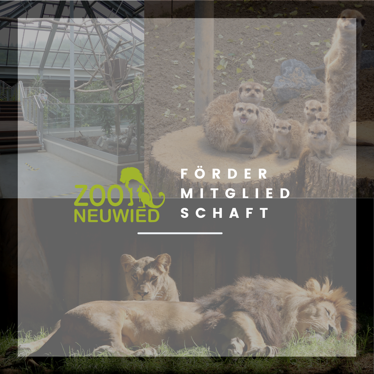 Fördermitgliedschaft Zoo Neuwied